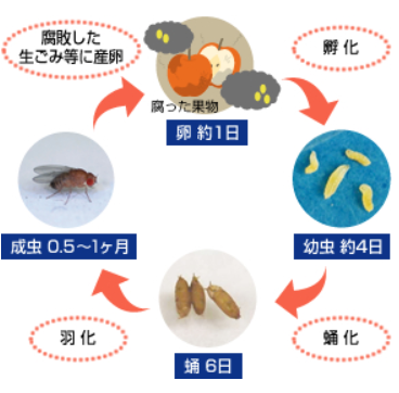 害虫 生活の疑問豆知識